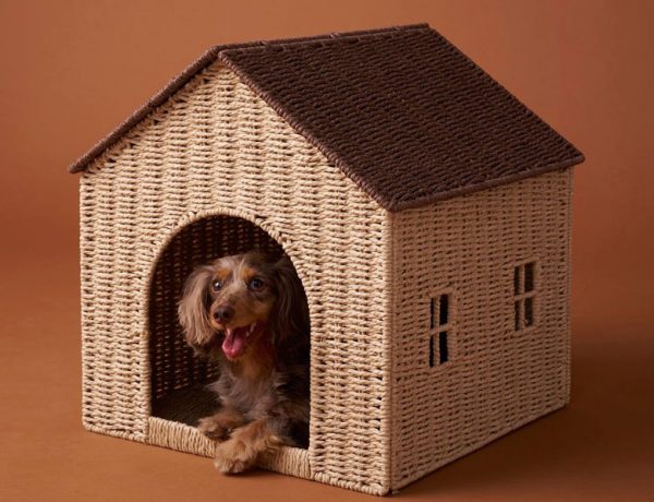 collection pour animaux de compagnie